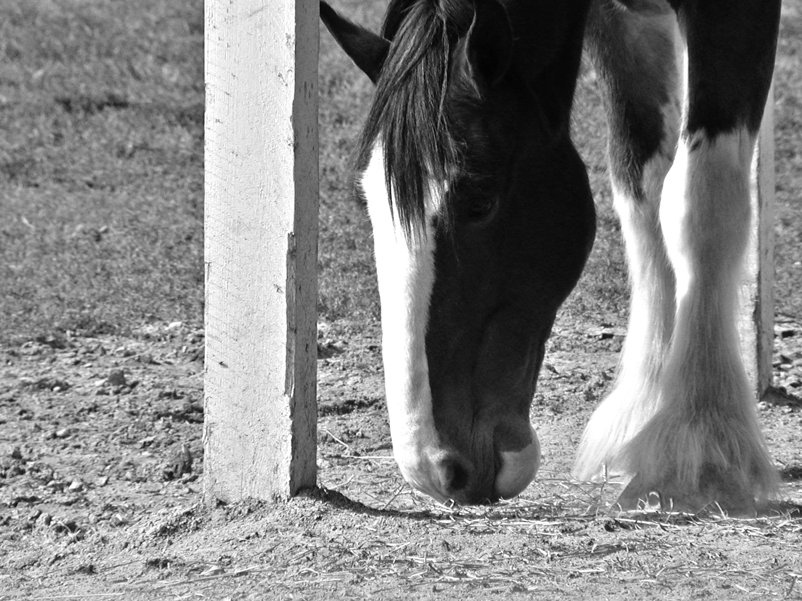 Olympus C2100UZ sample photo. Clydesdale mare photography