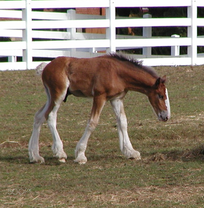 Olympus C2100UZ sample photo. Clydesdale colt photography