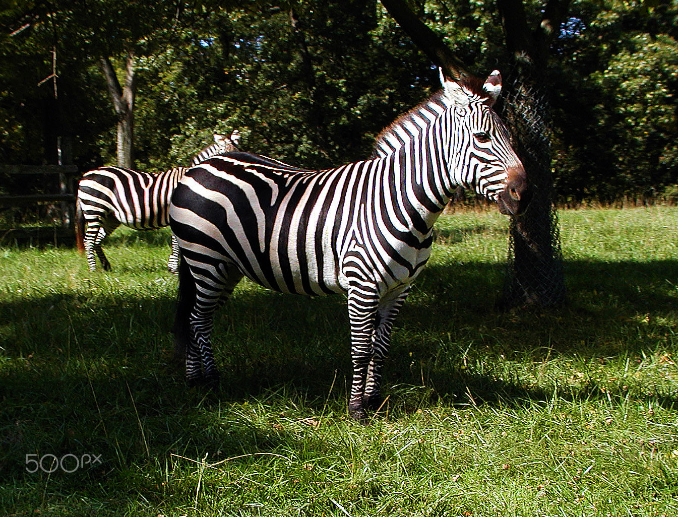 Olympus C2100UZ sample photo. Zebra photography
