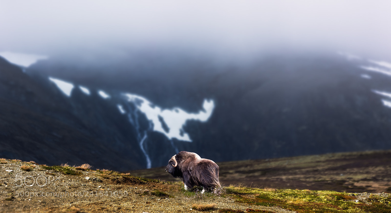 Canon EOS-1D X sample photo. Musk oxen photography