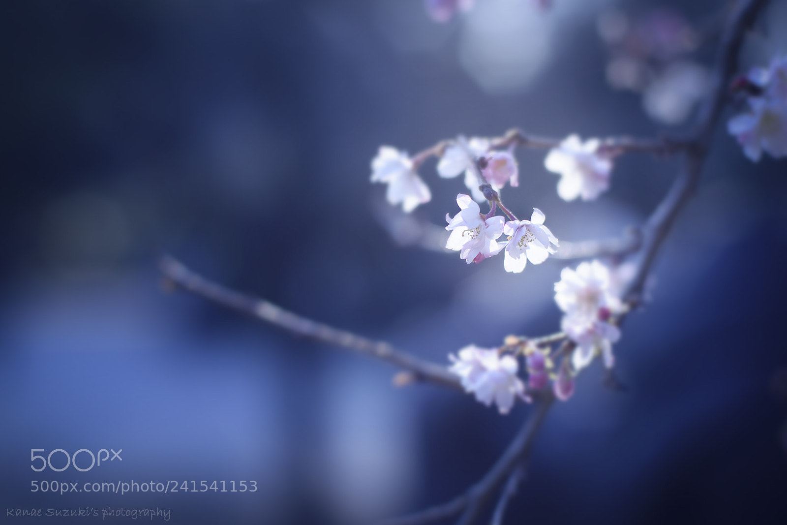 Nikon D810 sample photo. Purity photography