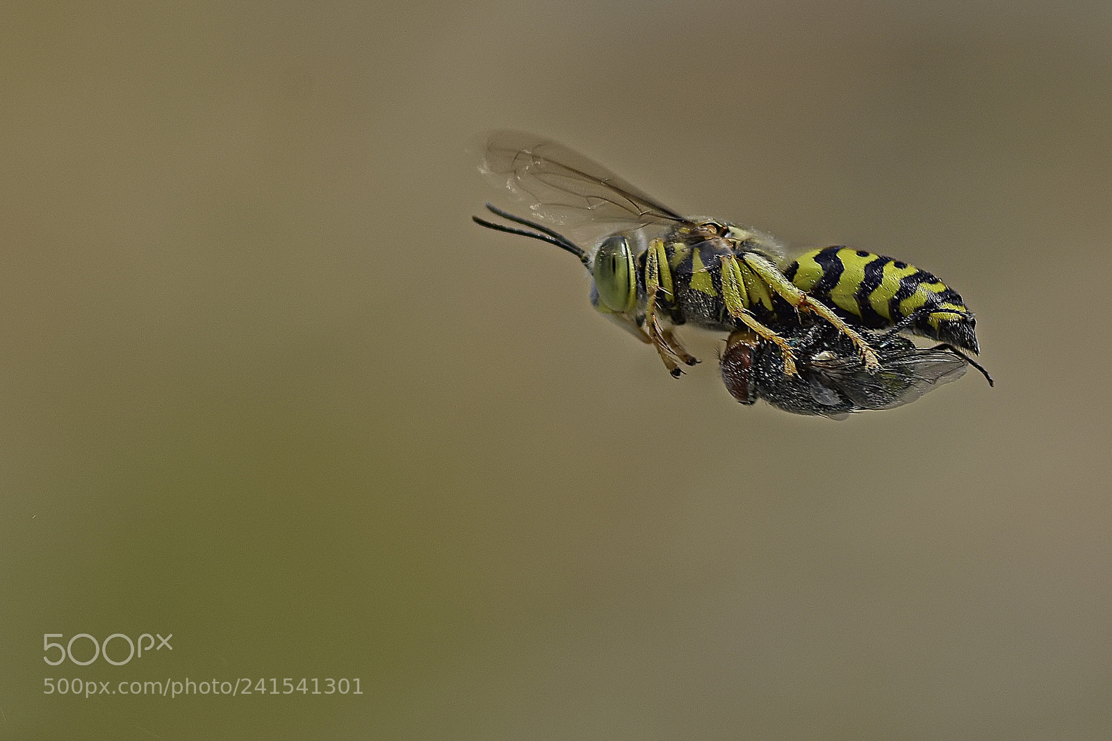 Nikon D7100 sample photo. Sand wasp. photography