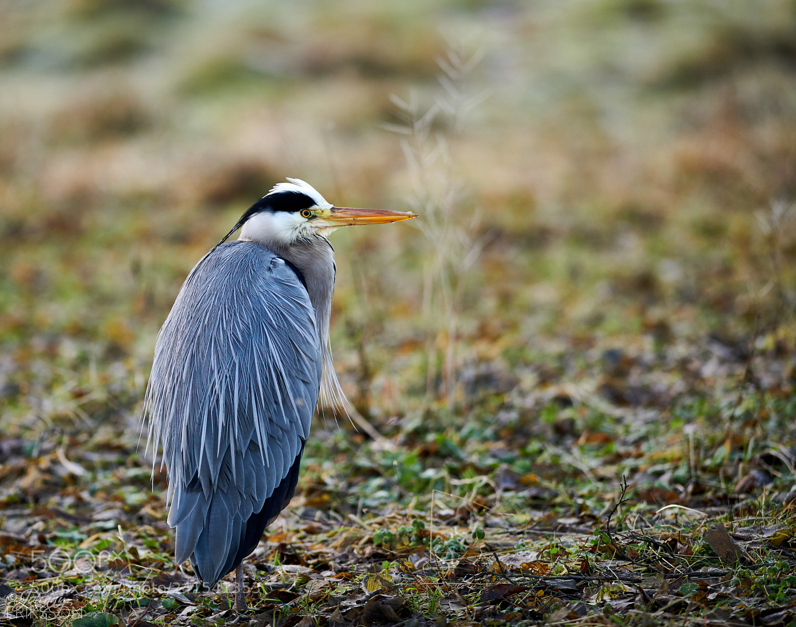 Nikon D850 sample photo. Grey heron photography
