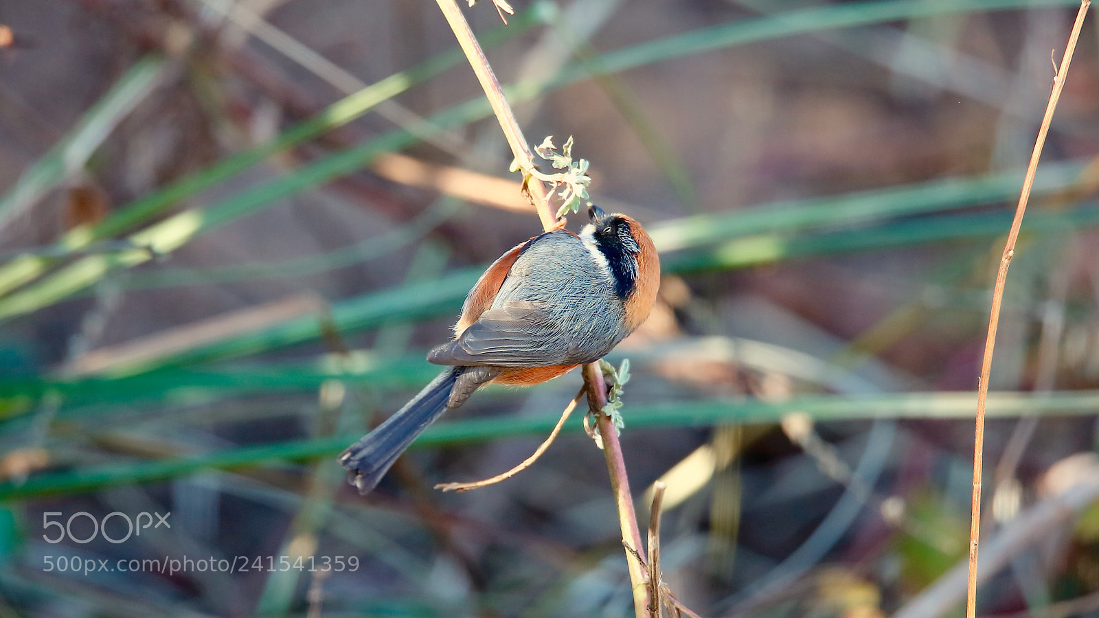 Canon EOS 5DS sample photo. Untitled photography
