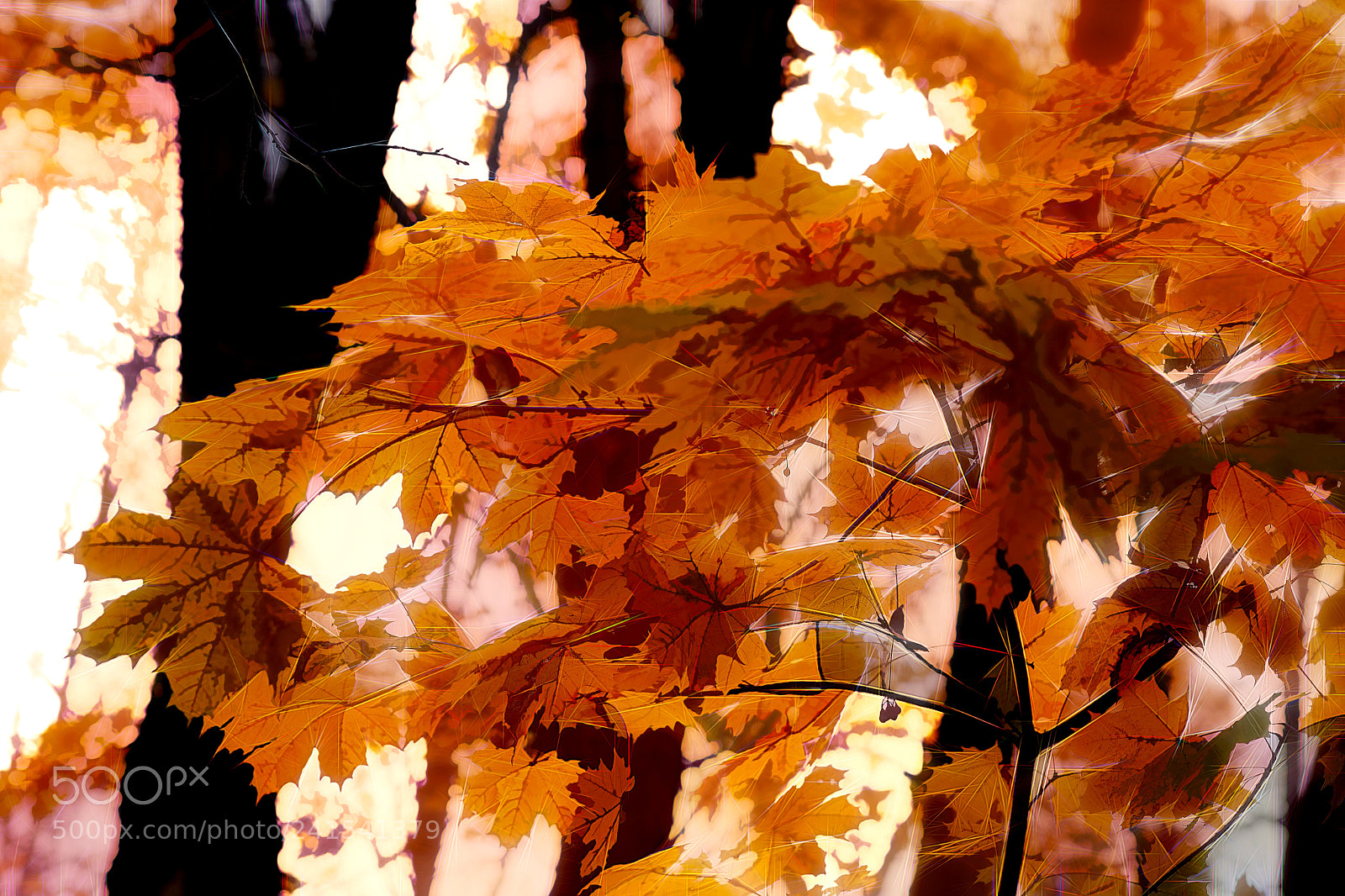 Sony a6500 sample photo. Fall colors photography