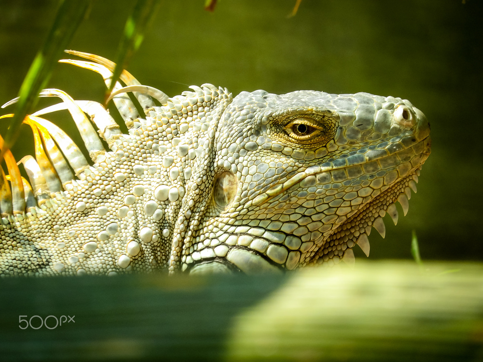 Ricoh PENTAX XG-1 sample photo. Iguana photography
