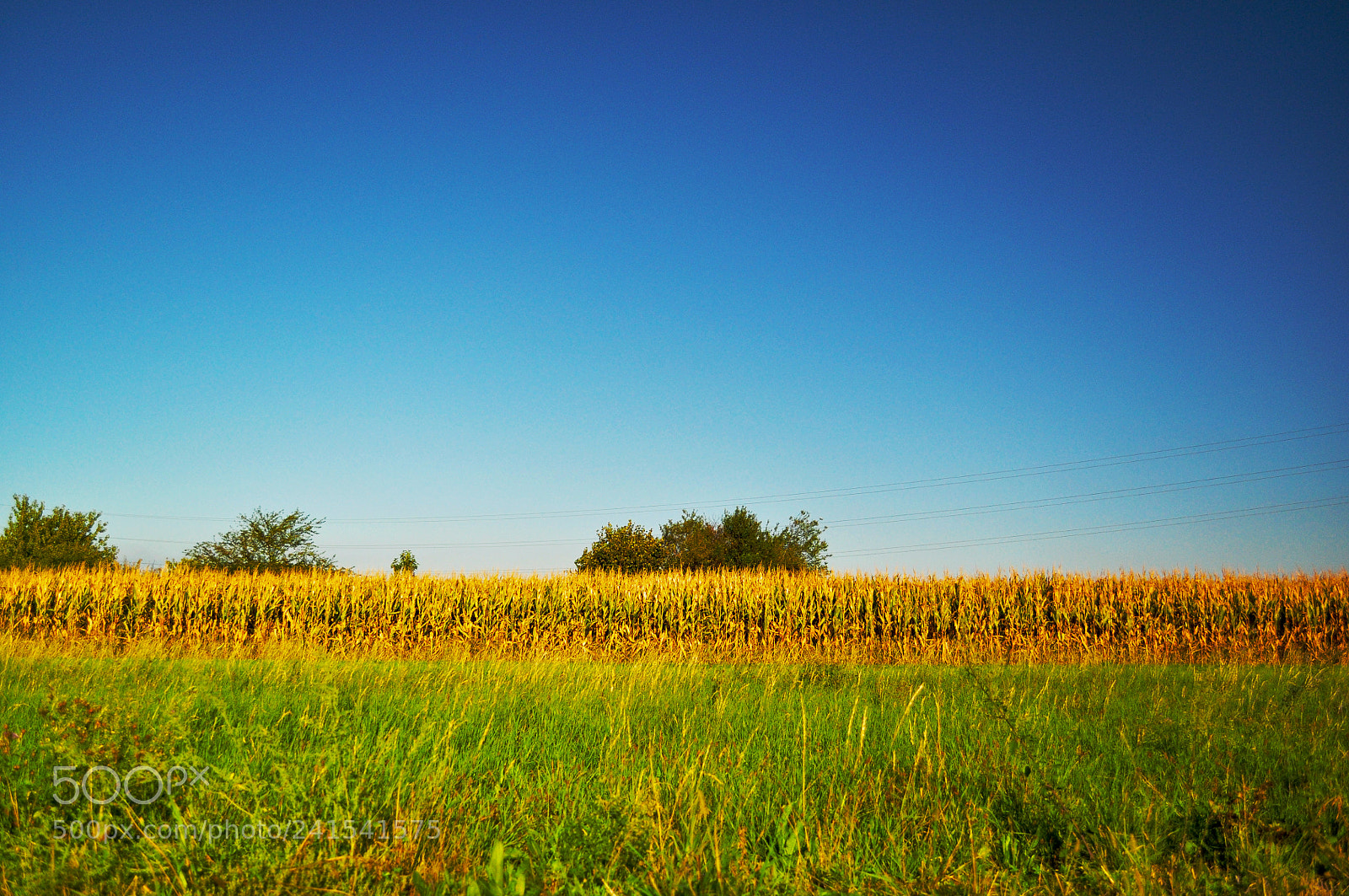 Nikon D5000 sample photo. Fields photography