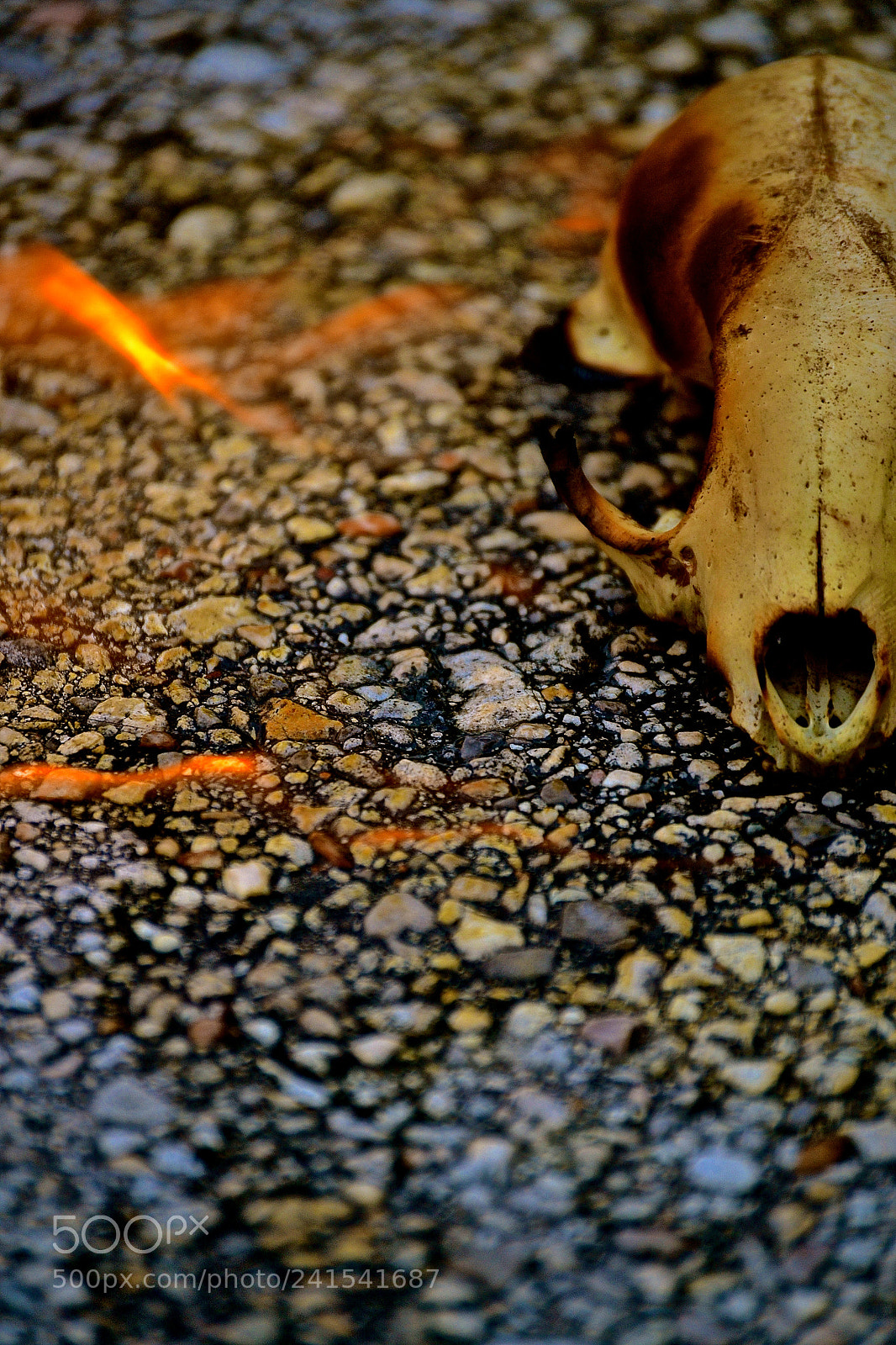 Nikon D3100 sample photo. Burning skulls photography