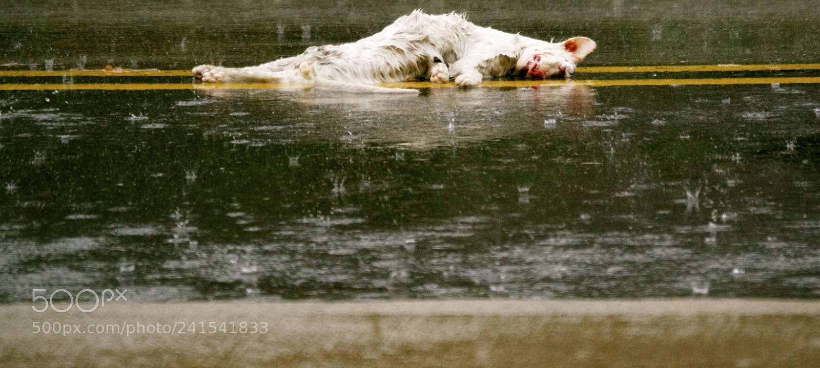 Nikon D3100 sample photo. Roadkill kitty photography