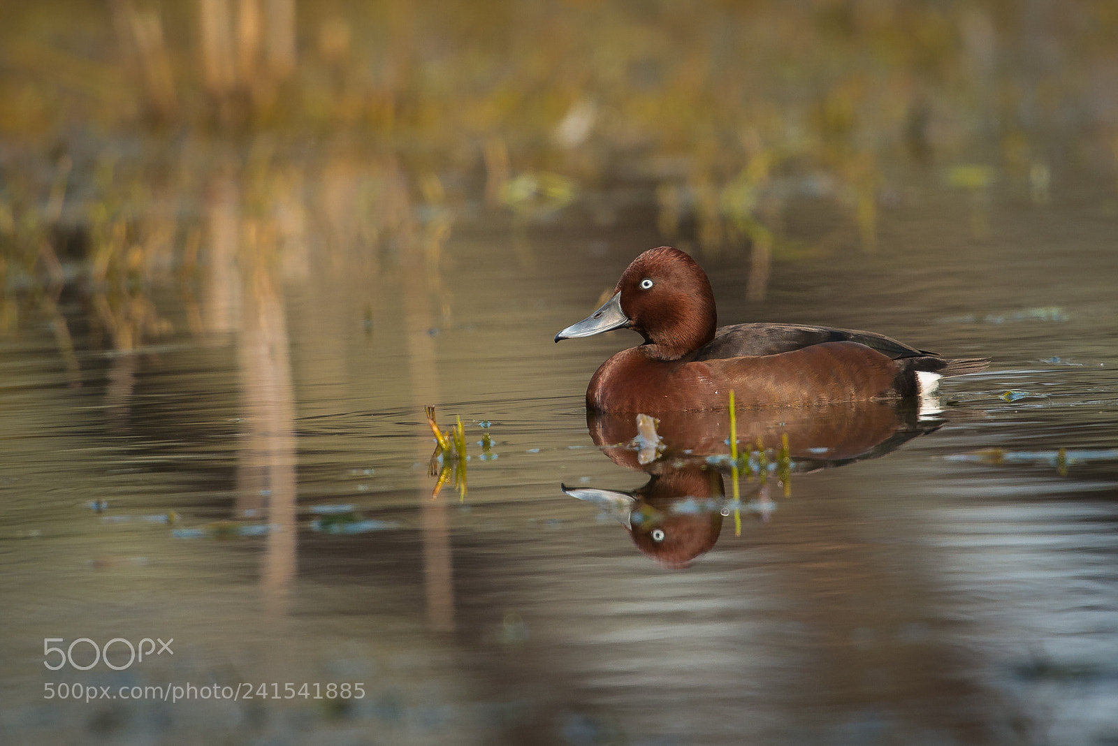 Nikon D800E sample photo. White eye pochard photography