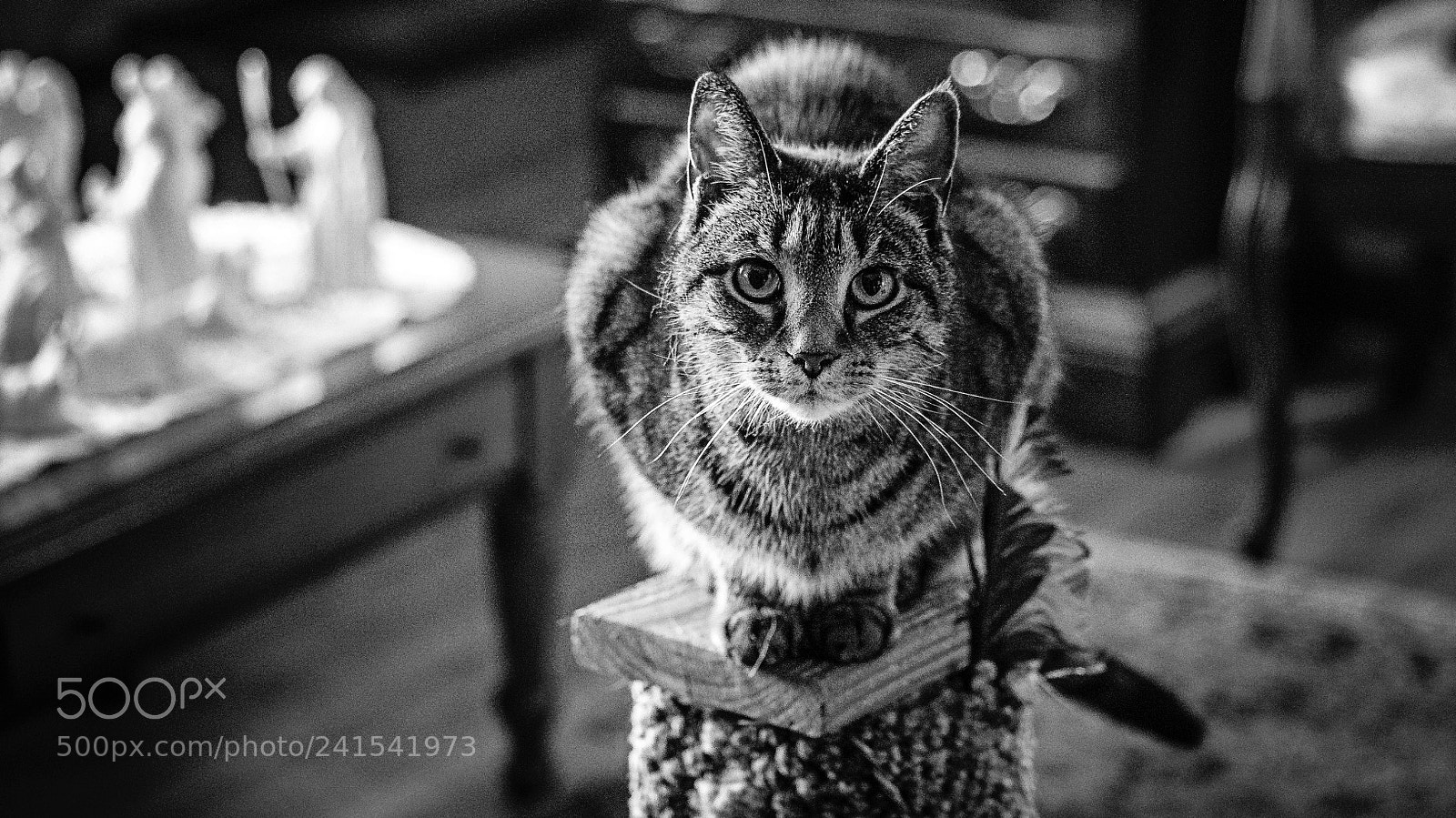 Nikon D4 sample photo. Cat photography