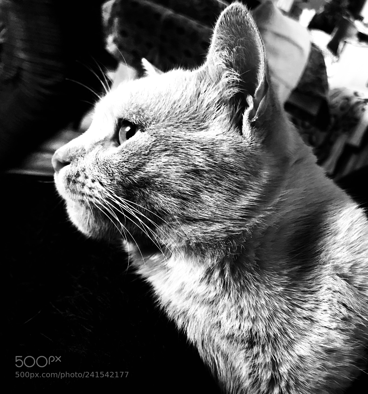 Apple iPhone 7 sample photo. Il mio gatto photography