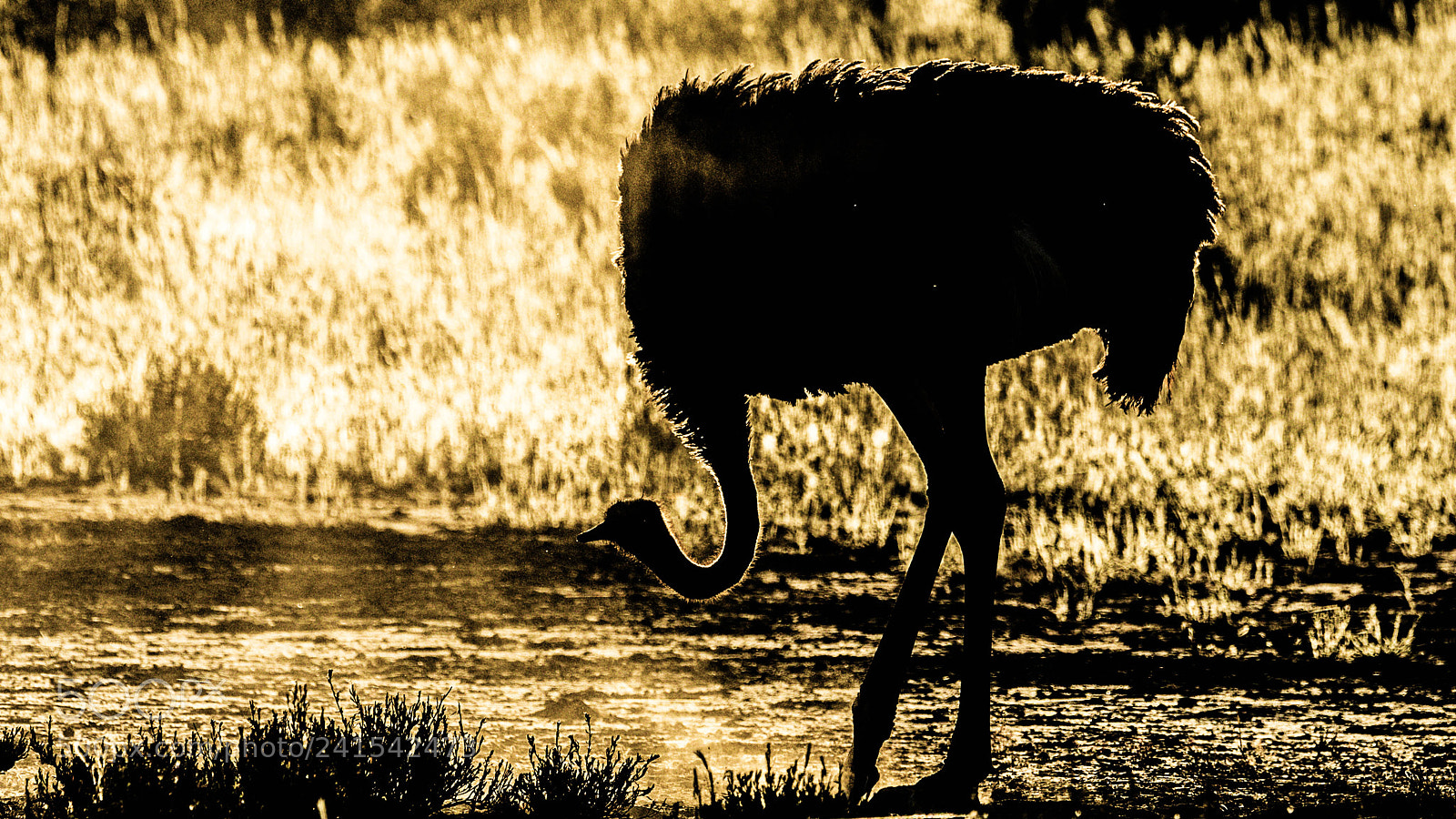 Pentax K-5 II sample photo. Ostrich backlit photography