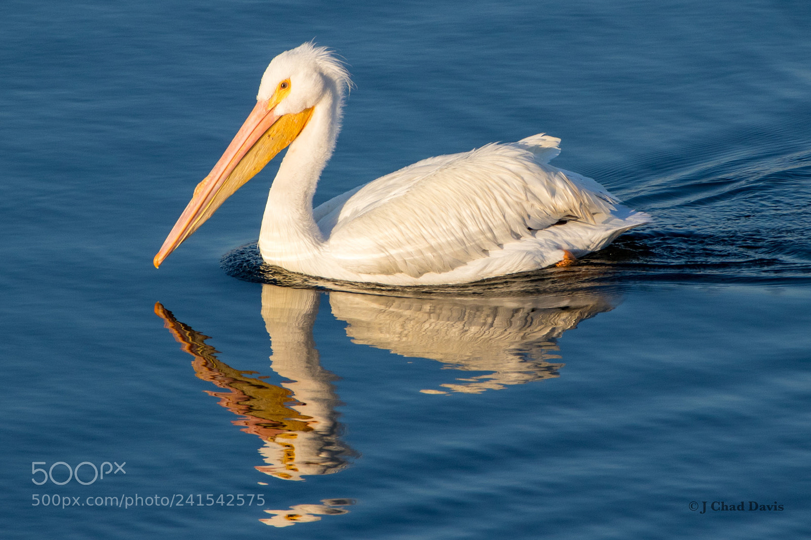 Canon EOS 80D sample photo. American white pelican on photography