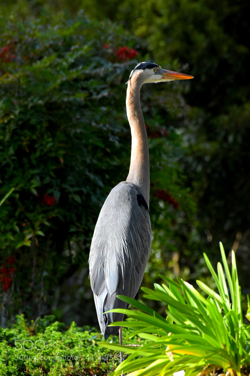 Nikon D7200 sample photo. Heron 17 - statuesque photography