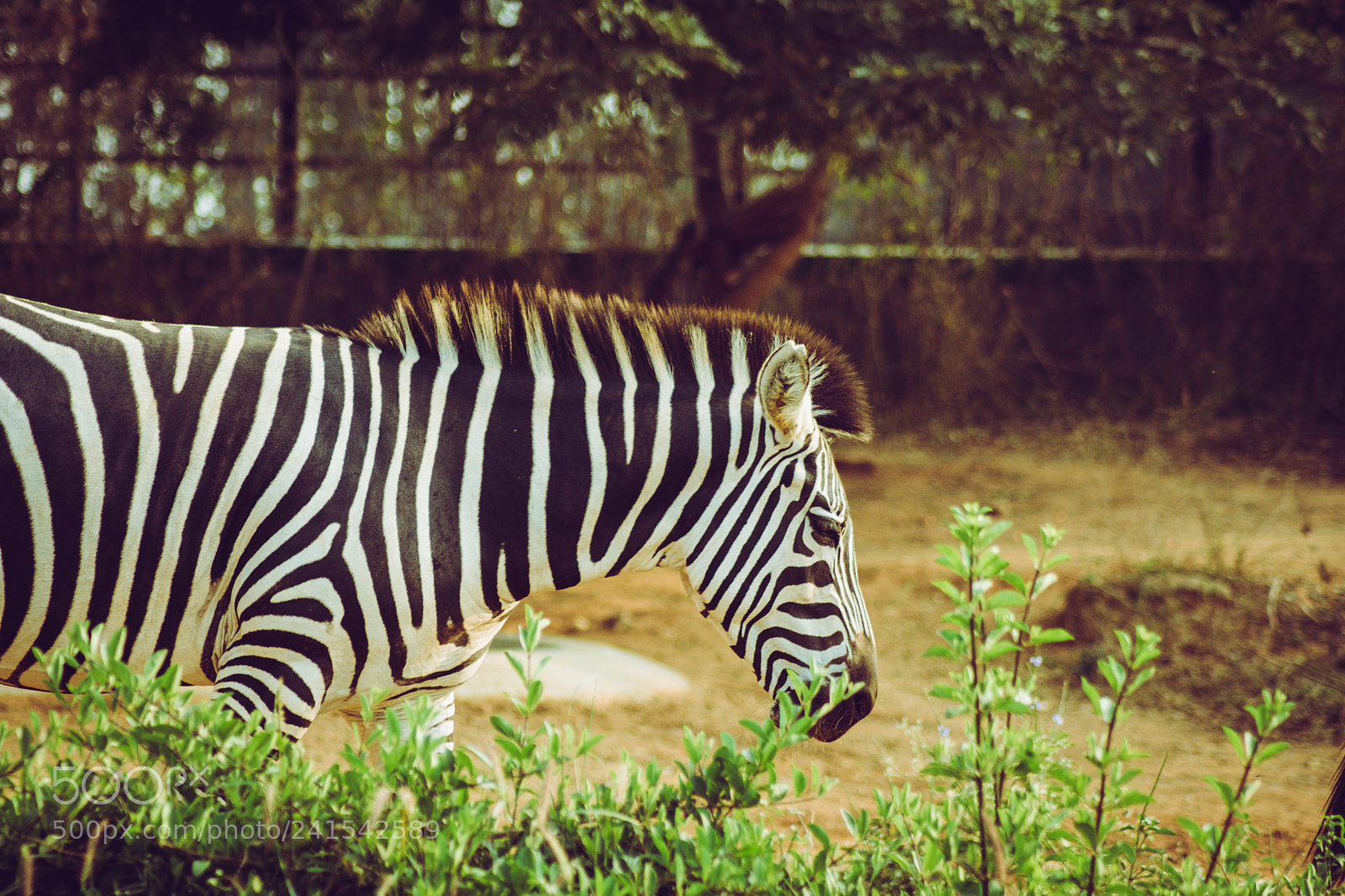 Nikon D3400 sample photo. Zebra photography
