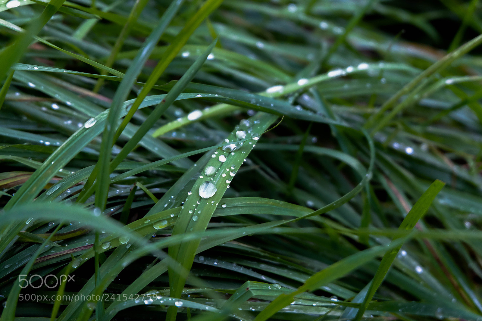 Fujifilm X-M1 sample photo. Drops photography