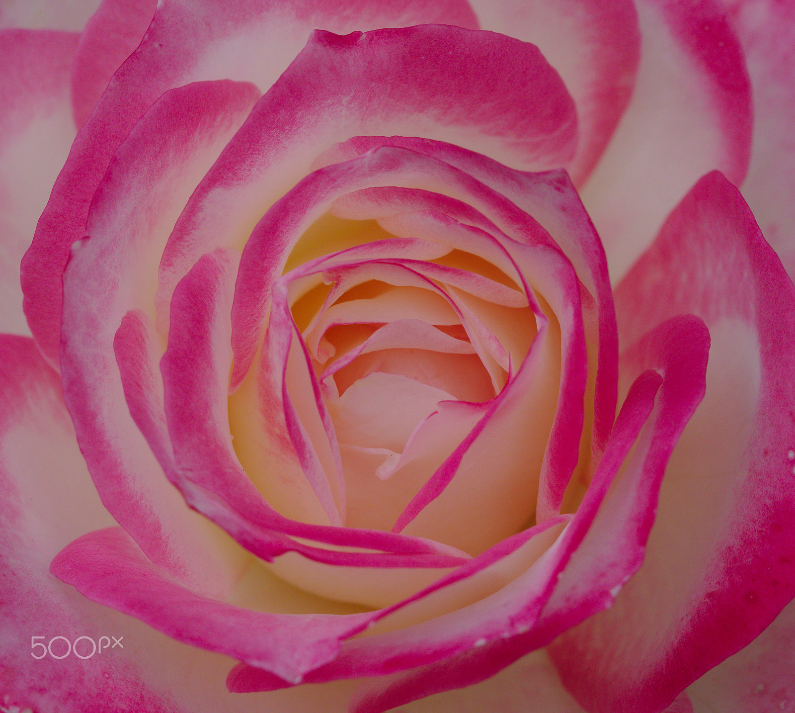 Sony a7R II + Canon EF 100mm F2.8L Macro IS USM sample photo. Rose photography