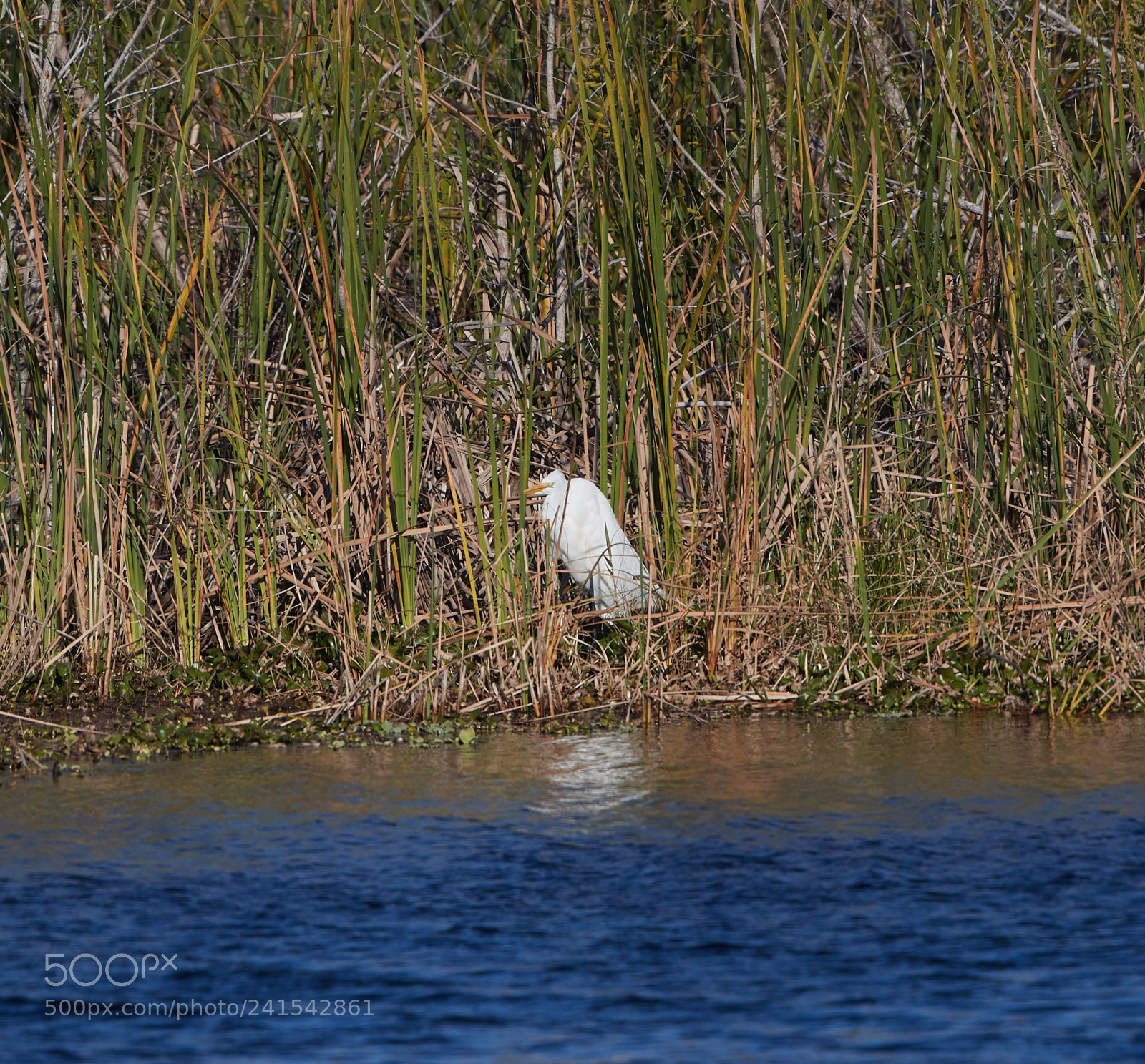 Canon EOS-1D X Mark II sample photo. 01-06-18-8009 1.jpg photography
