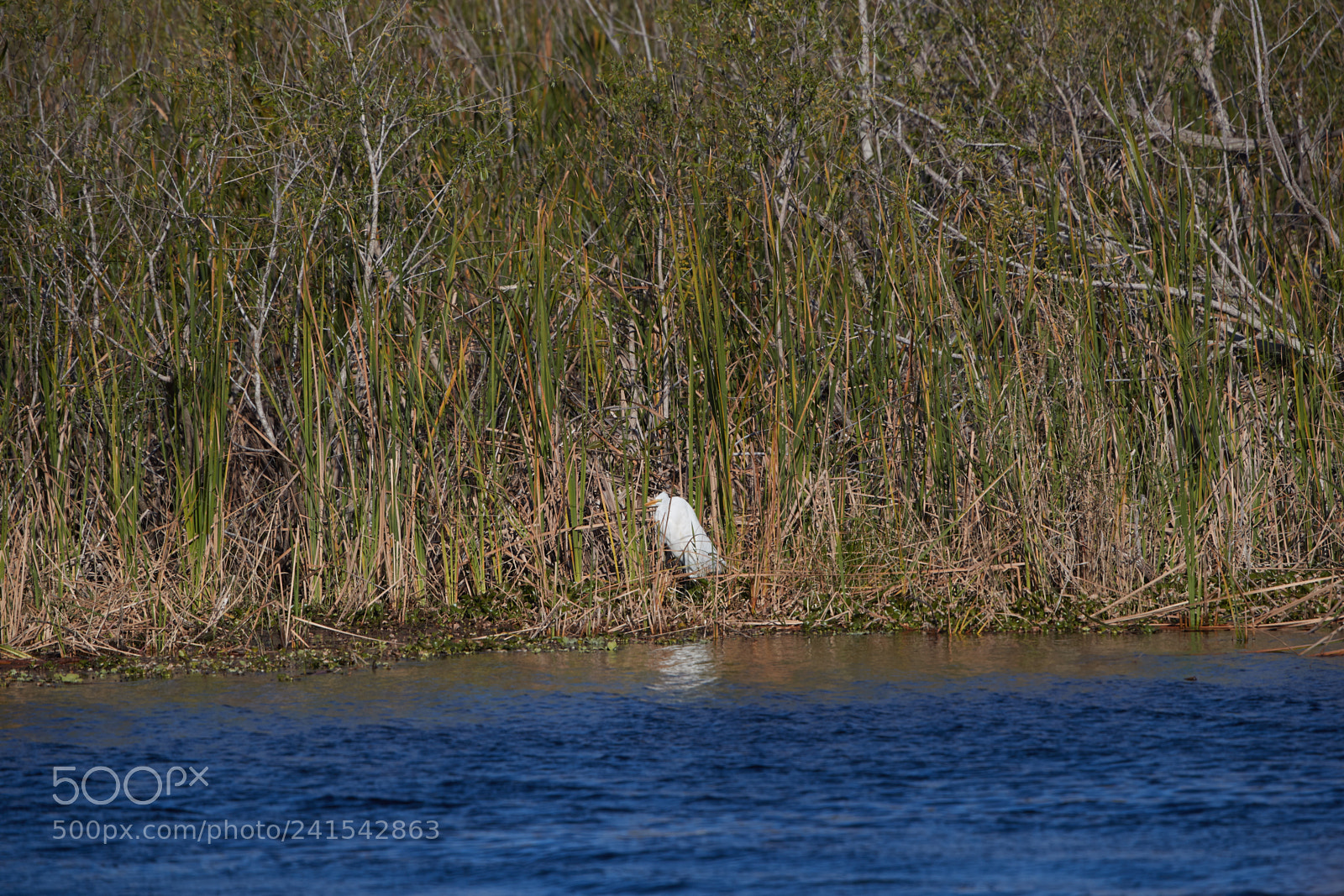 Canon EOS-1D X Mark II sample photo. 01-06-18-8009.jpg photography