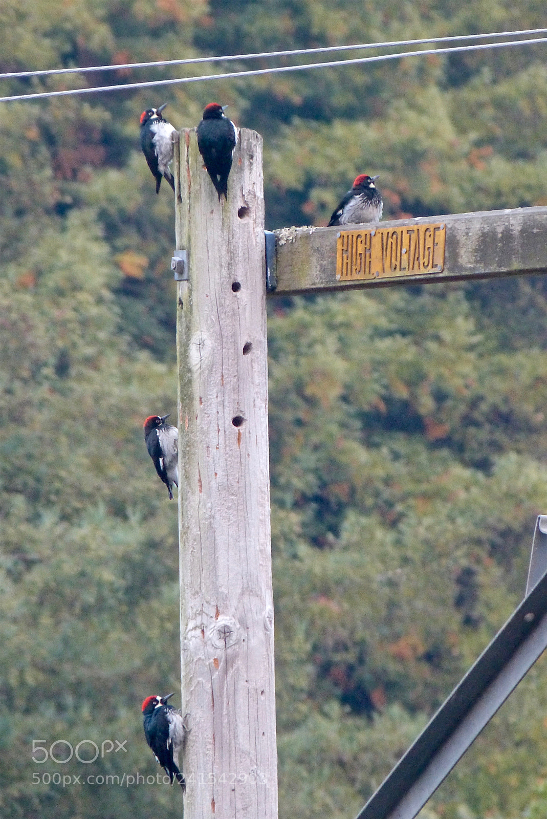Panasonic Lumix DMC-FZ47 (Lumix DMC-FZ48) sample photo. Five acorn woodpeckers photography