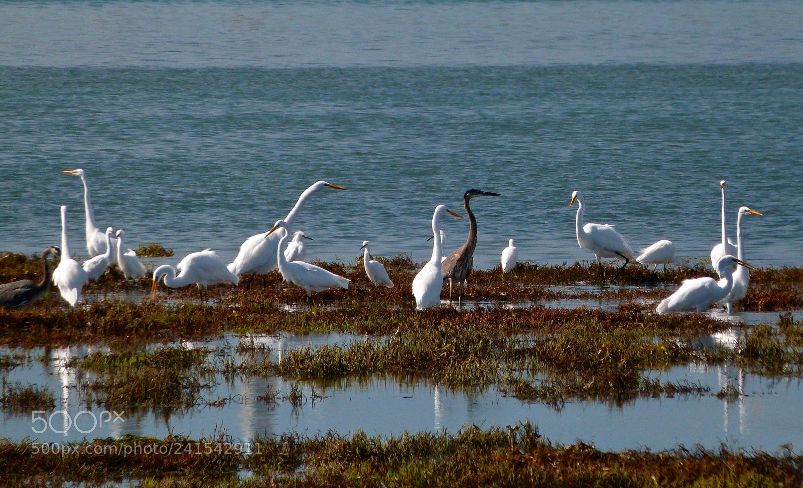 Panasonic Lumix DMC-FZ47 (Lumix DMC-FZ48) sample photo. The local herons gather photography