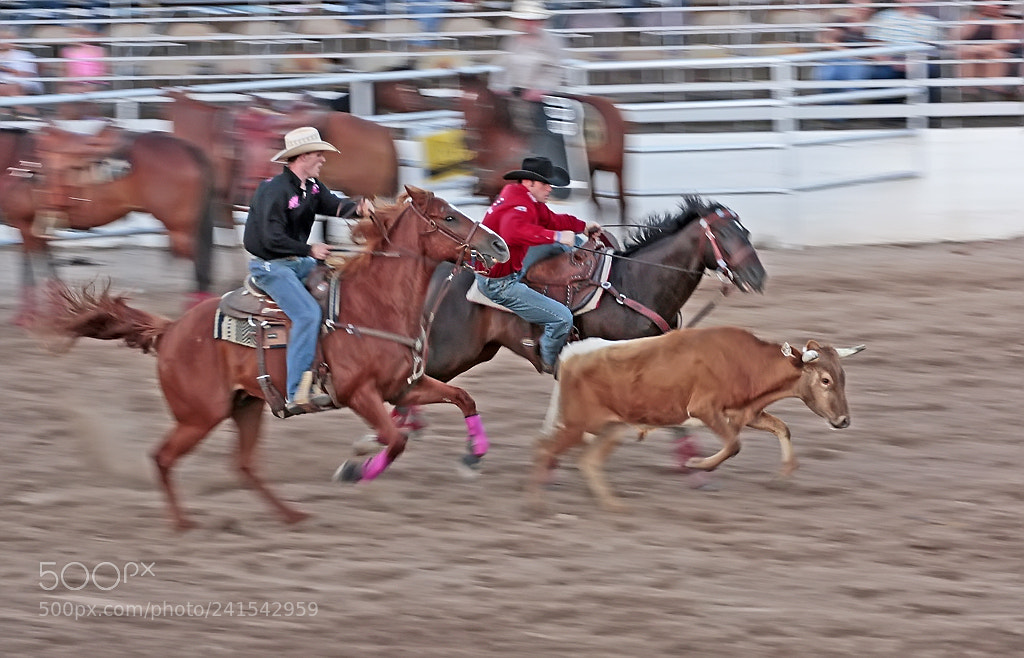 Canon EOS 450D (EOS Rebel XSi / EOS Kiss X2) sample photo. The bulldogger, panned photography