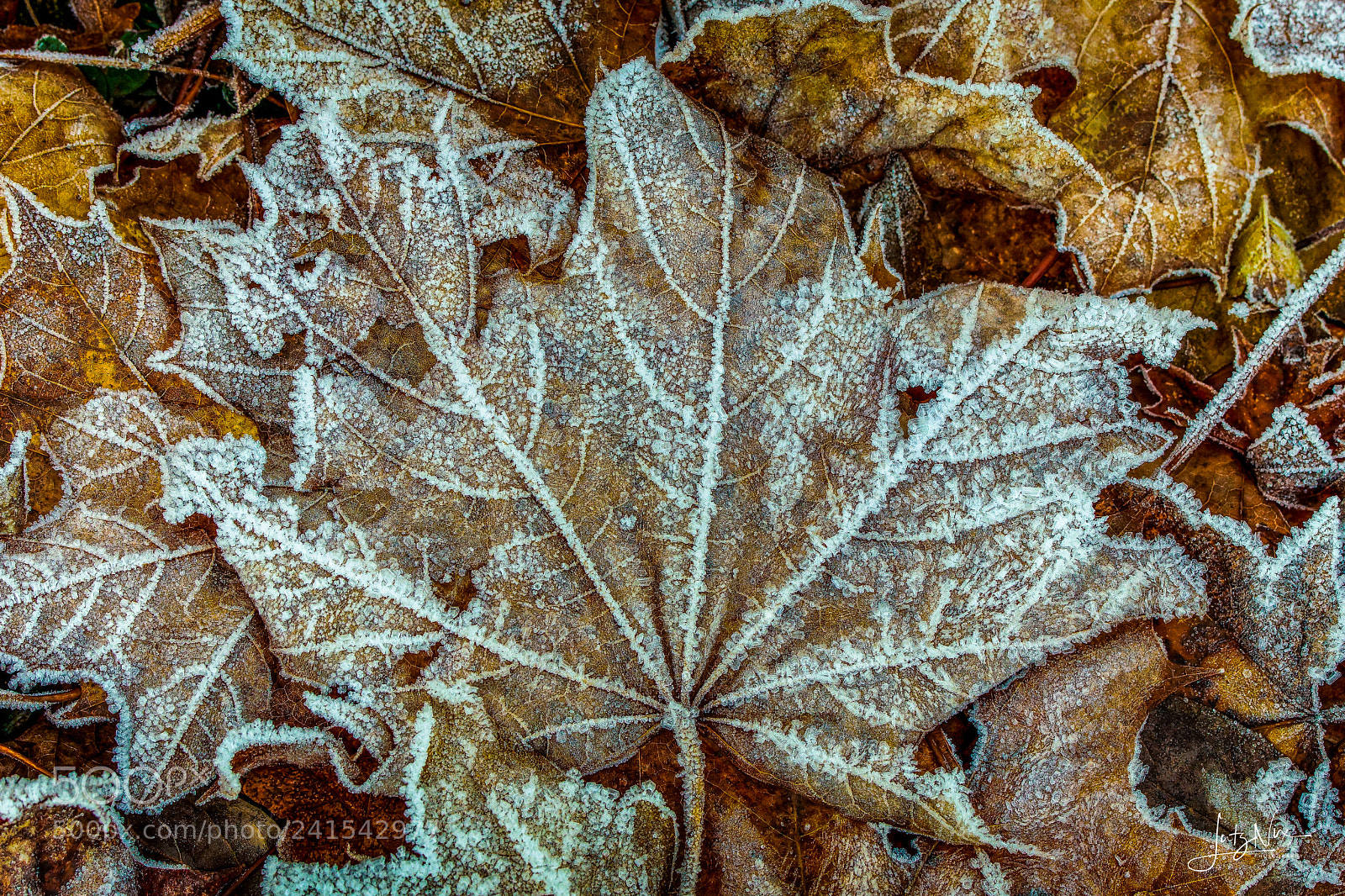 Sony SLT-A65 (SLT-A65V) sample photo. Leaf photography