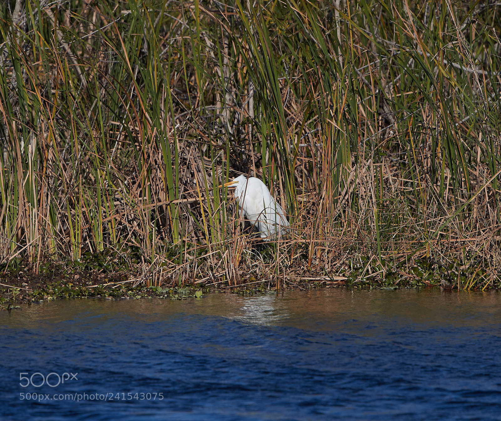 Canon EOS-1D X Mark II sample photo. 01-06-18-8015.jpg photography