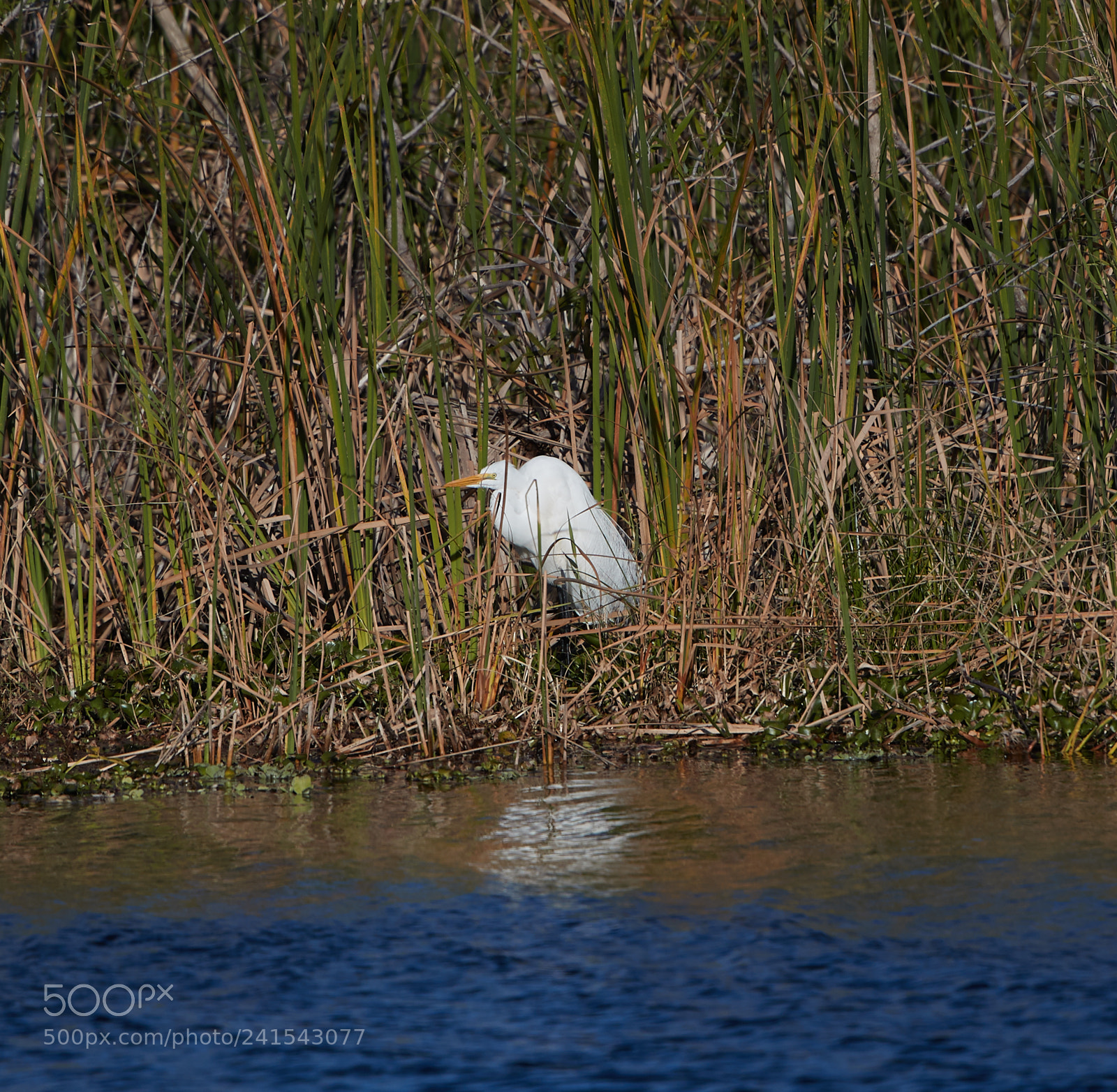 Canon EOS-1D X Mark II sample photo. 01-06-18-8016.jpg photography