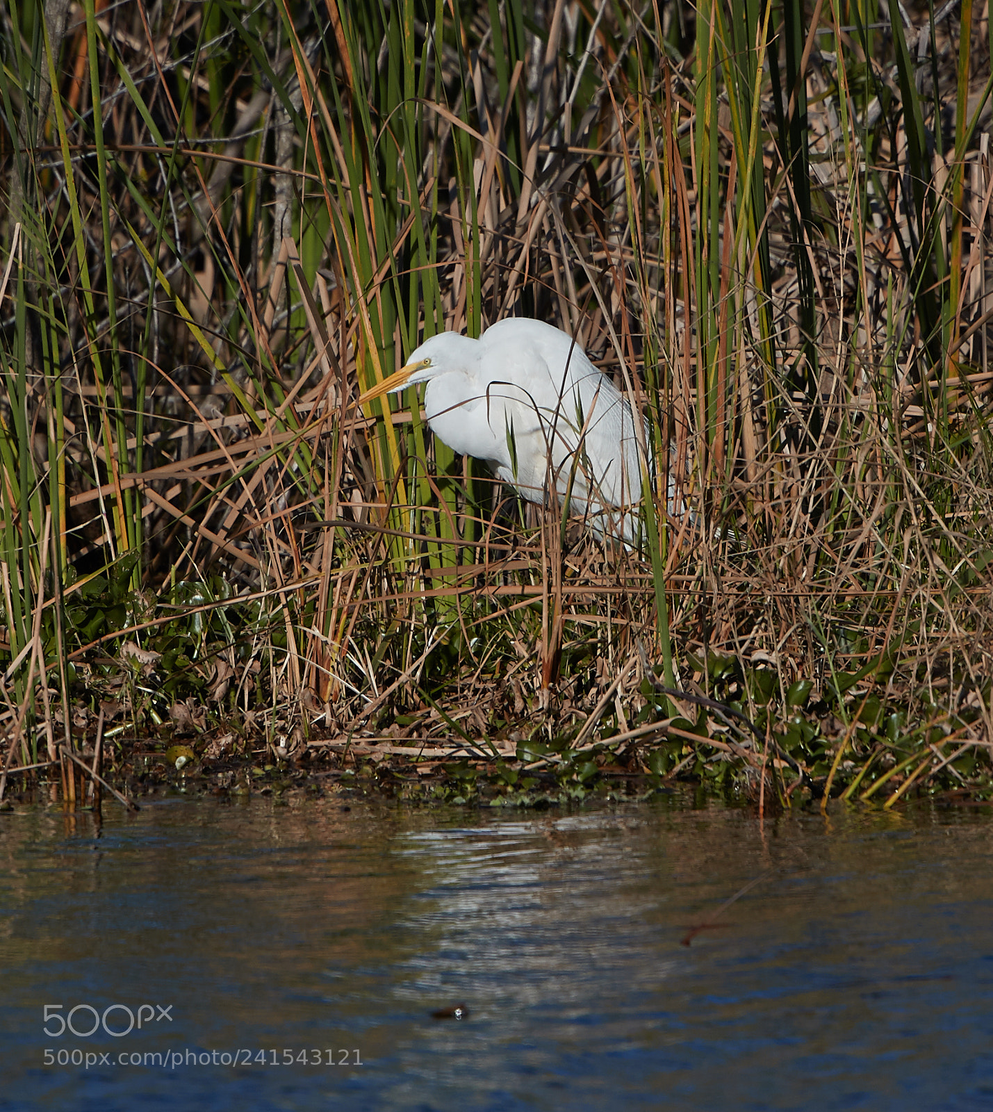 Canon EOS-1D X Mark II sample photo. 01-06-18-8025.jpg photography