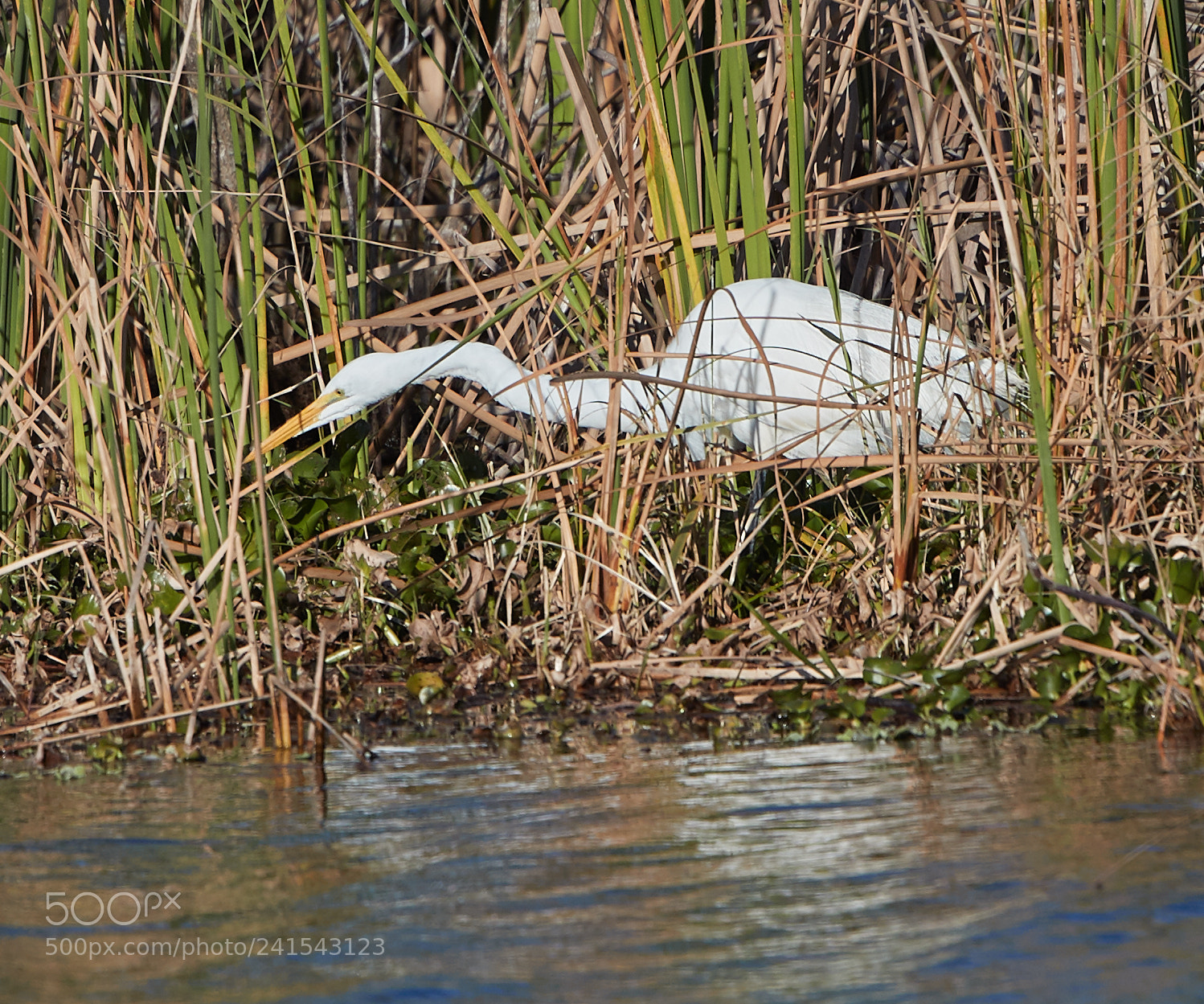 Canon EOS-1D X Mark II sample photo. 01-06-18-8028.jpg photography