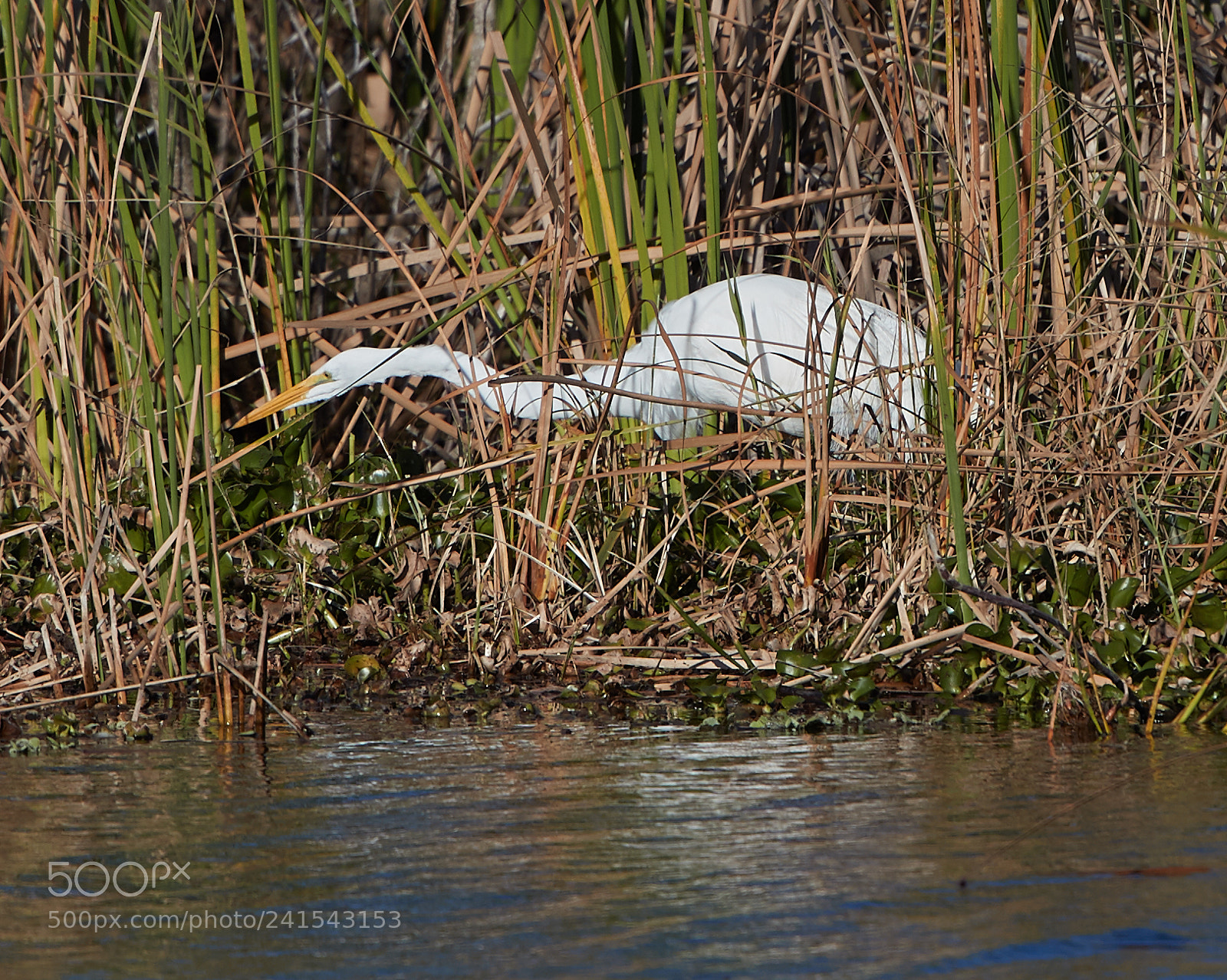 Canon EOS-1D X Mark II sample photo. 01-06-18-8032.jpg photography