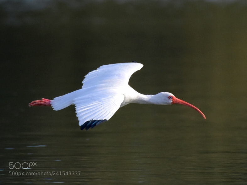Nikon D7200 sample photo. Ibis 1 - fly by photography