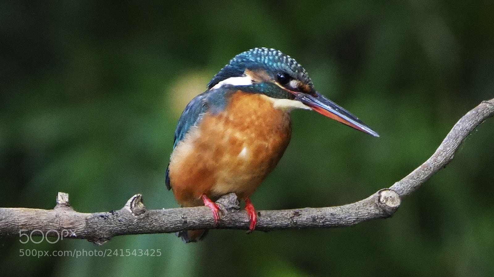 Olympus OM-D E-M1 Mark II sample photo. Common kingfisher photography