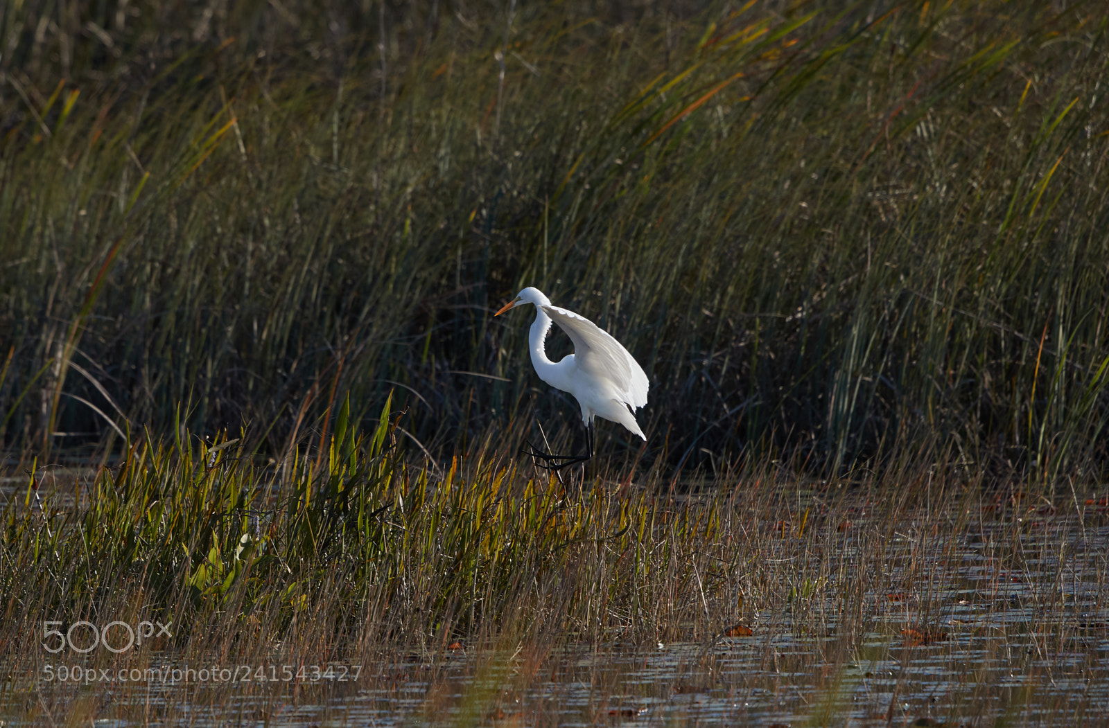Canon EOS-1D X Mark II sample photo. 01-06-18-8049 2.jpg photography