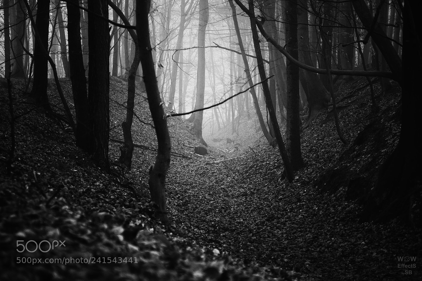 Fujifilm X-Pro1 sample photo. Darkdarkwoods photography