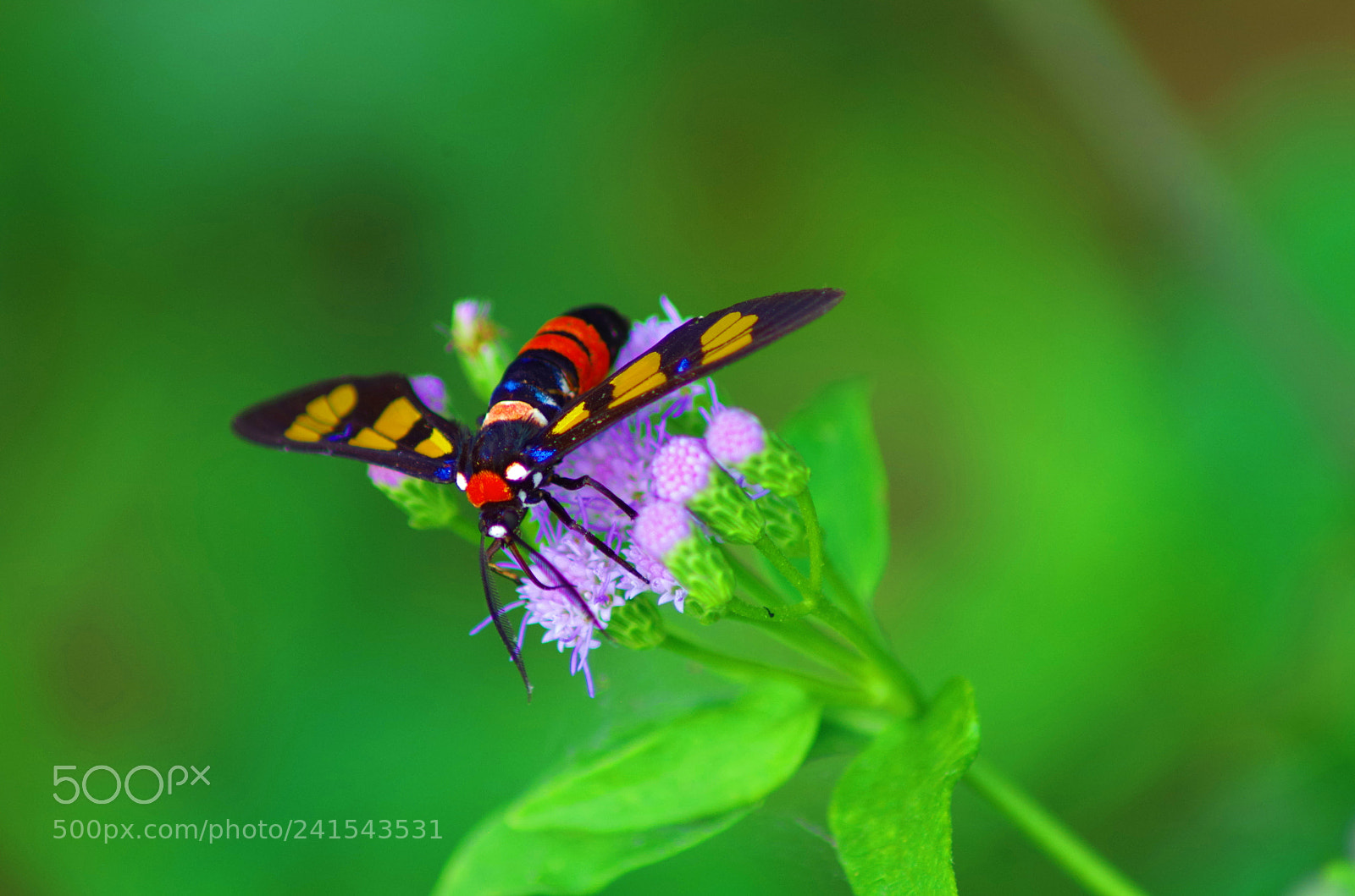 Pentax K-500 sample photo. Colourful wasp photography