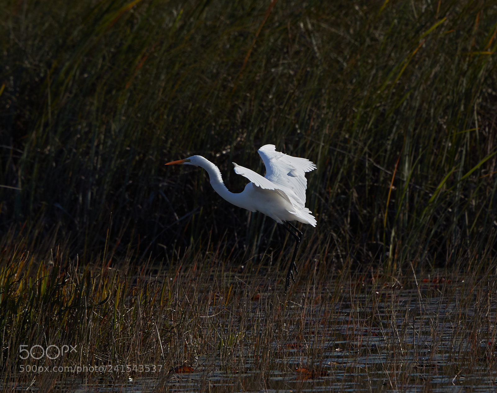 Canon EOS-1D X Mark II sample photo. 01-06-18-8051 1.jpg photography