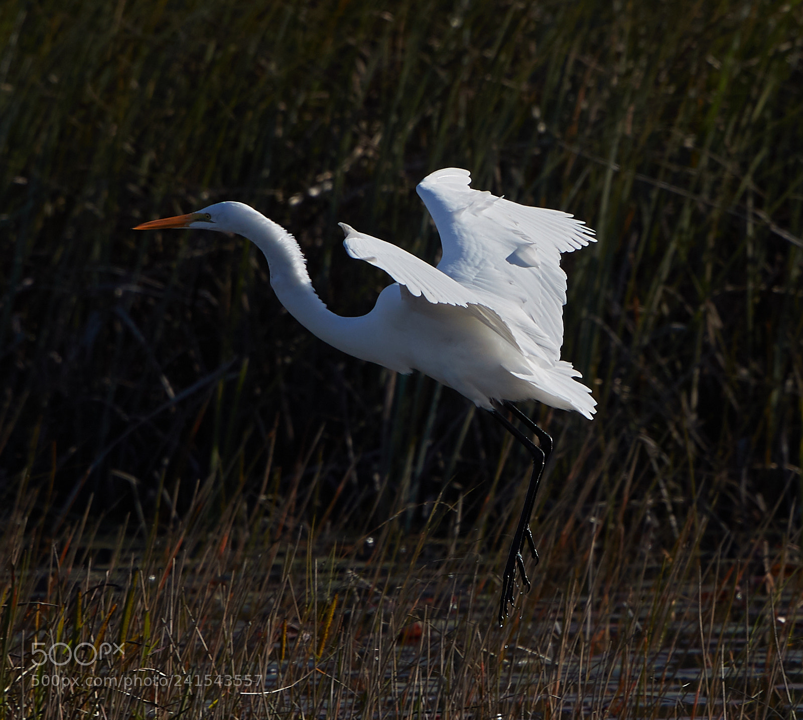 Canon EOS-1D X Mark II sample photo. 01-06-18-8051 2.jpg photography