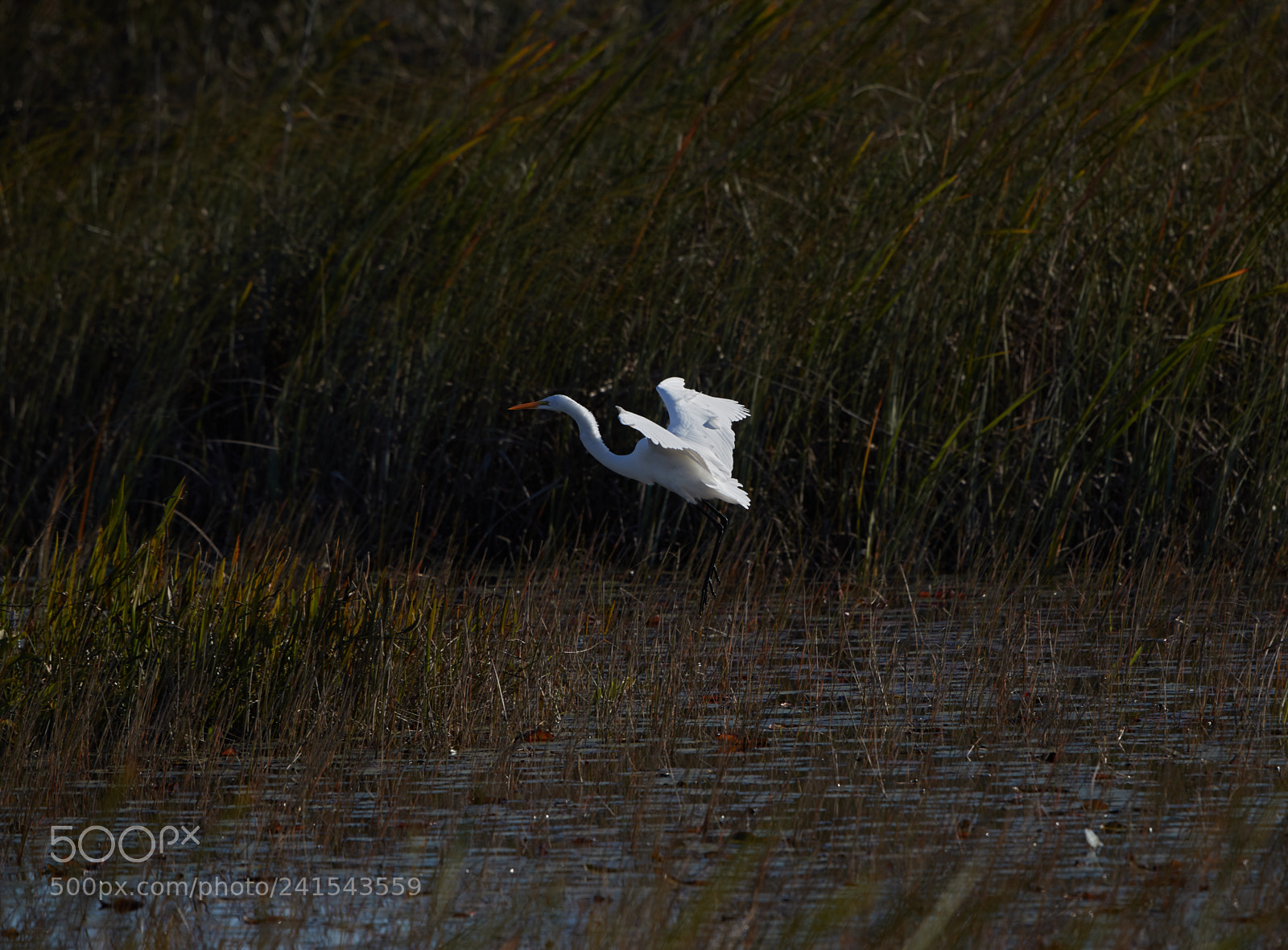Canon EOS-1D X Mark II sample photo. 01-06-18-8051.jpg photography