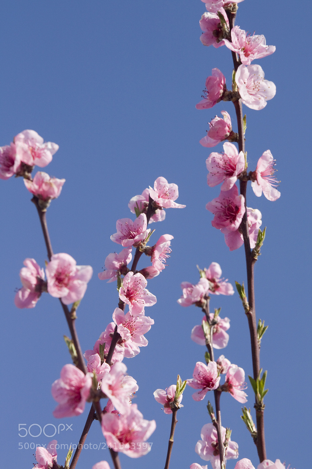 Canon EOS 450D (EOS Rebel XSi / EOS Kiss X2) sample photo. Peach tree flowers photography
