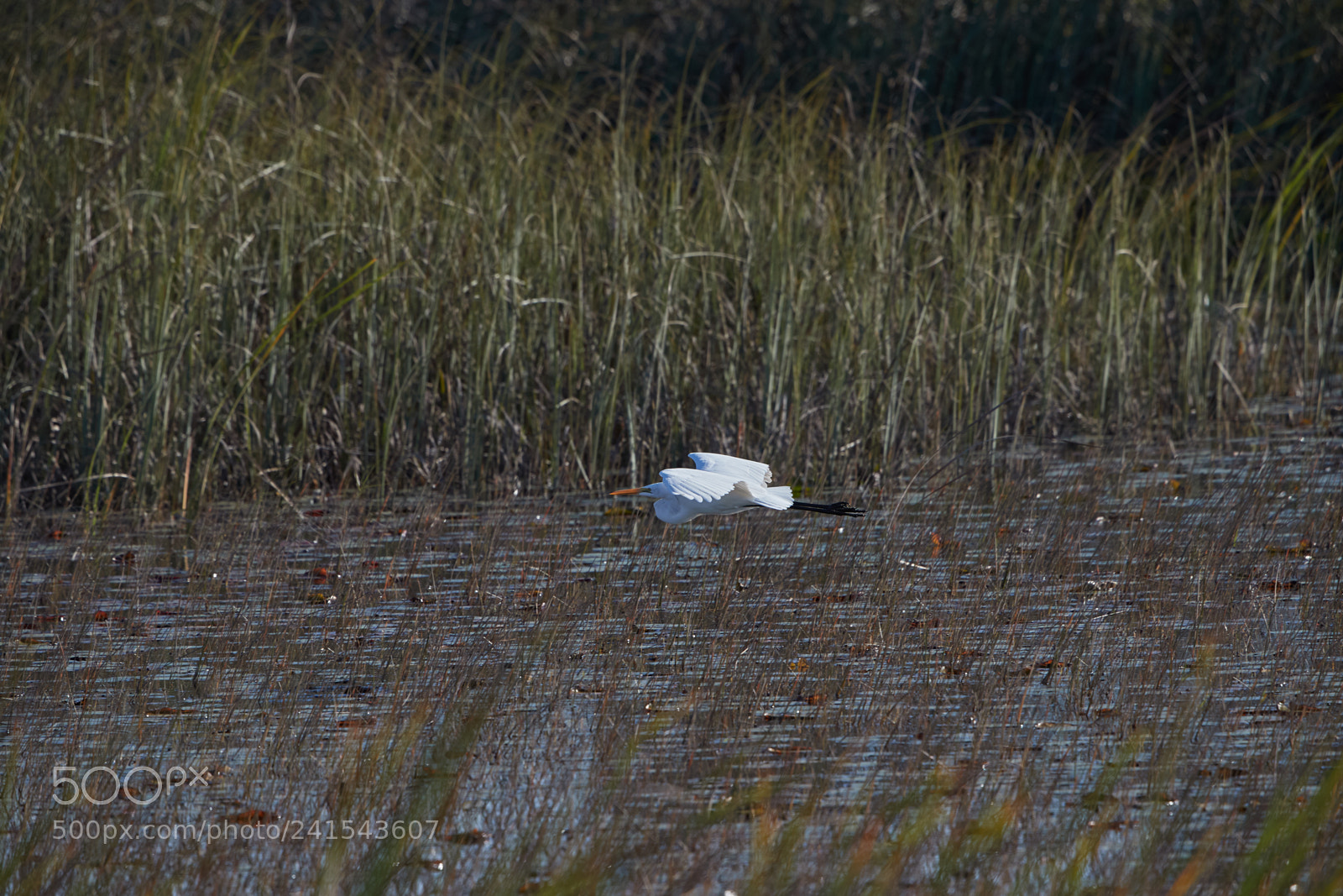 Canon EOS-1D X Mark II sample photo. 01-06-18-8054.jpg photography