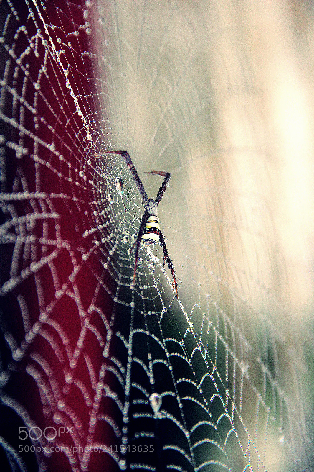 Canon EF-S 18-135mm F3.5-5.6 IS sample photo. Spider and his wet photography