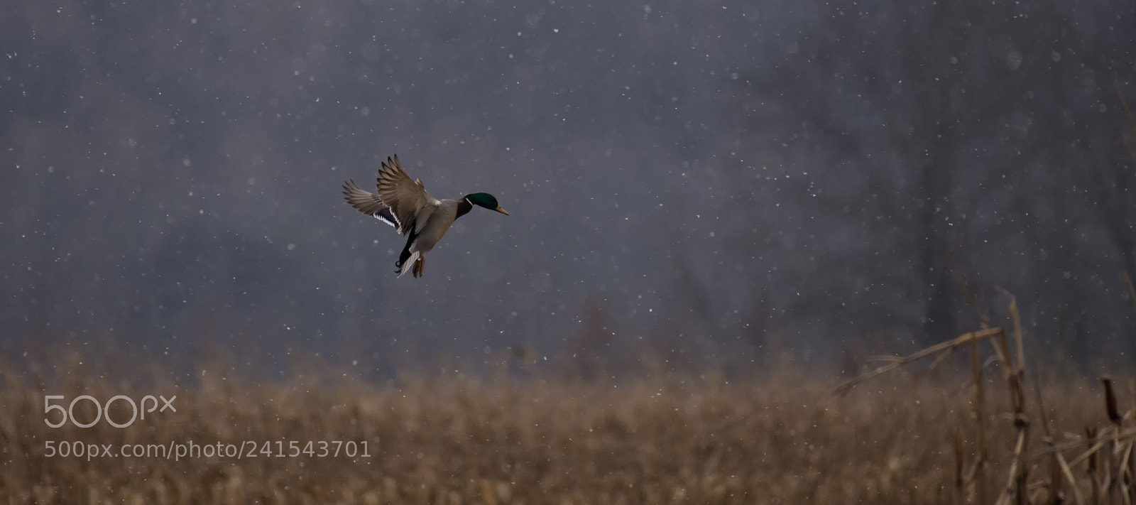 Nikon D850 sample photo. Mallard photography