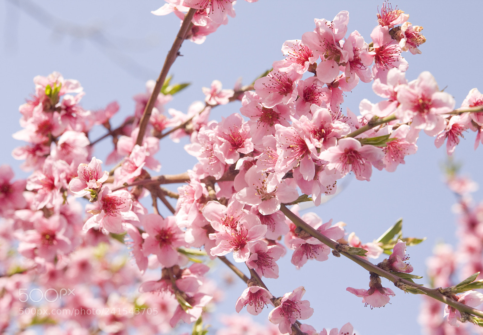 Canon EOS 450D (EOS Rebel XSi / EOS Kiss X2) sample photo. Peach flowers on sky photography