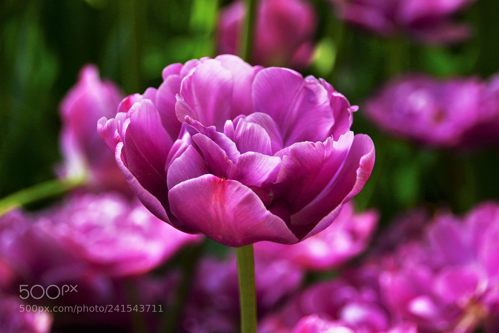 Canon EOS 100D (EOS Rebel SL1 / EOS Kiss X7) sample photo. Deepurple................ photography
