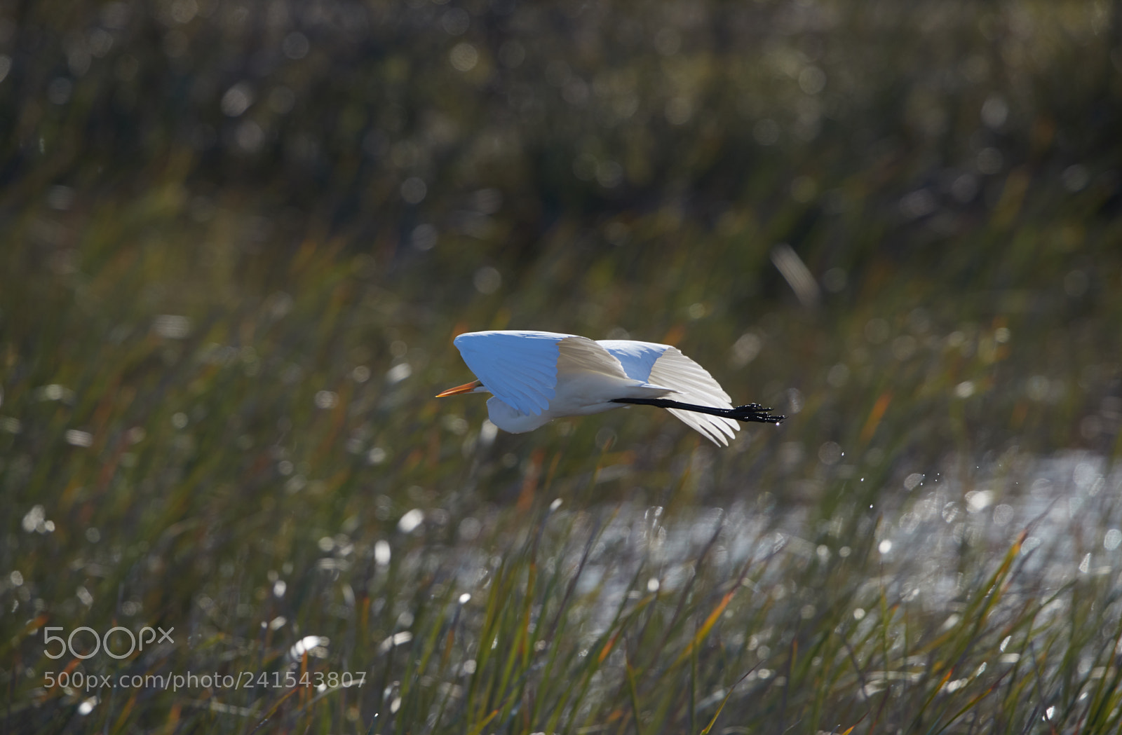 Canon EOS-1D X Mark II sample photo. 01-06-18-8062 2.jpg photography