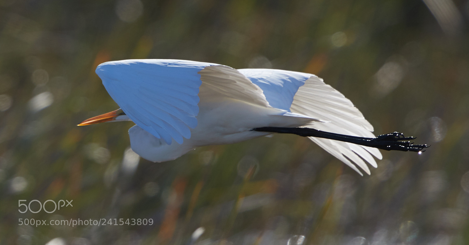 Canon EOS-1D X Mark II sample photo. 01-06-18-8062.jpg photography