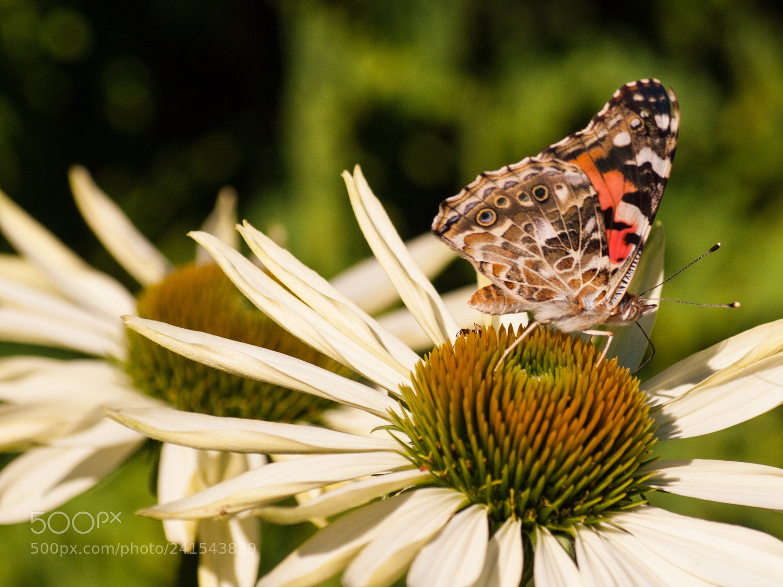 Olympus E-620 (EVOLT E-620) sample photo. Closed wings photography